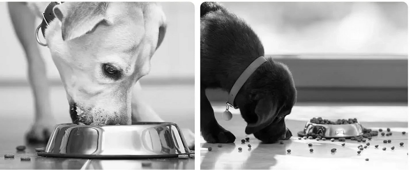 🐾 Tapete Alimentador Pet | Super Absorvente + Impermeável + Antiderrapante